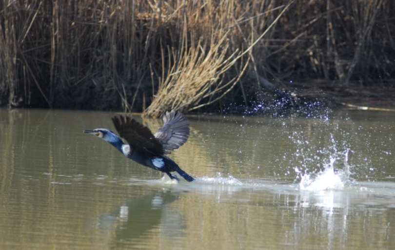 Falco di palude e cormorano in decollo